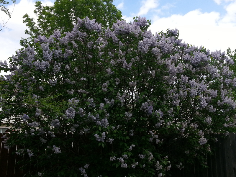 Lilac bush